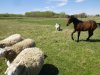 3sheep1horse.JPG 3sheep1horse.JPG