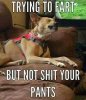 dog and fart.jpg