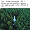 covid-forest.jpg
