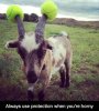 horny-goat.jpeg