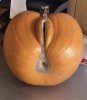 Pumpkin.jpg