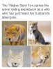 Fox.jpg