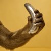 gorilla-squeezing-a-banana-made-of-silver.jpg gorilla-squeezing-a-banana-made-of-silver.jpg