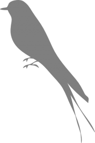 SilverJay