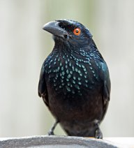 Drongo