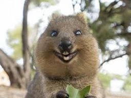Kingquokka