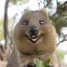 Kingquokka