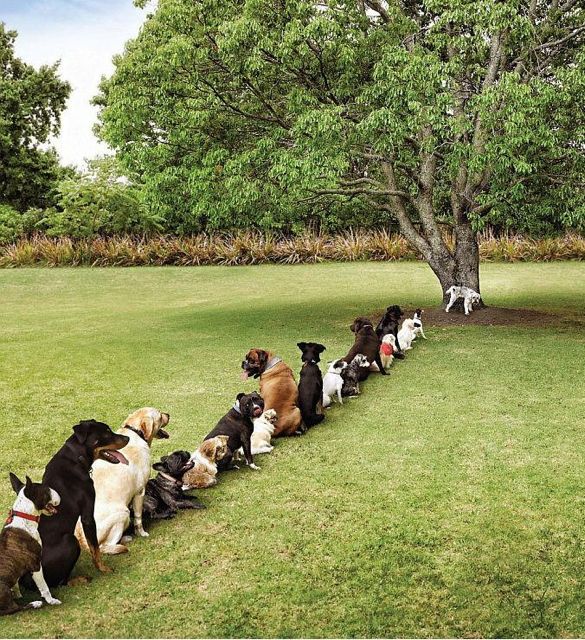 boy-dogs-peeing_med.jpg