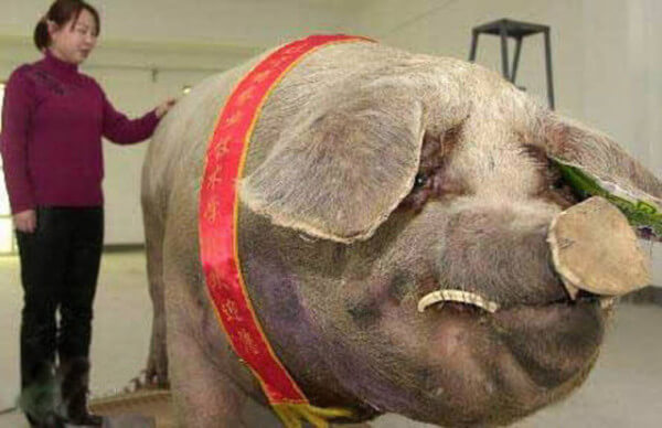 pig-20767.jpg