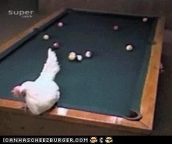giphy.webp