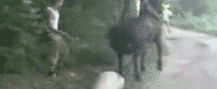 83709061.gif