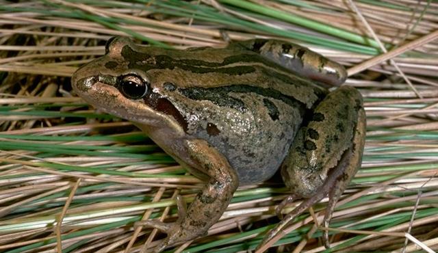 Striped_Marsh_Frog_01.jpg
