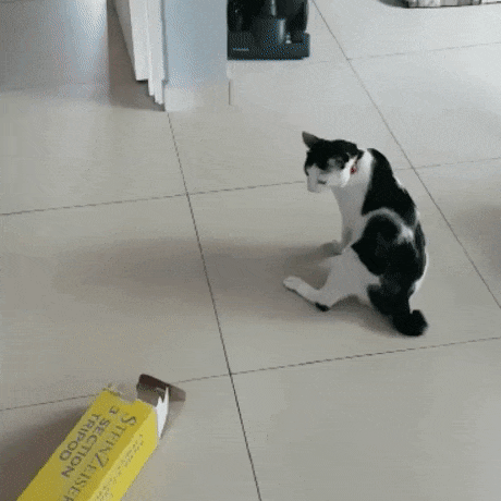 giphy.gif