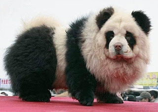 pandahondje.jpg