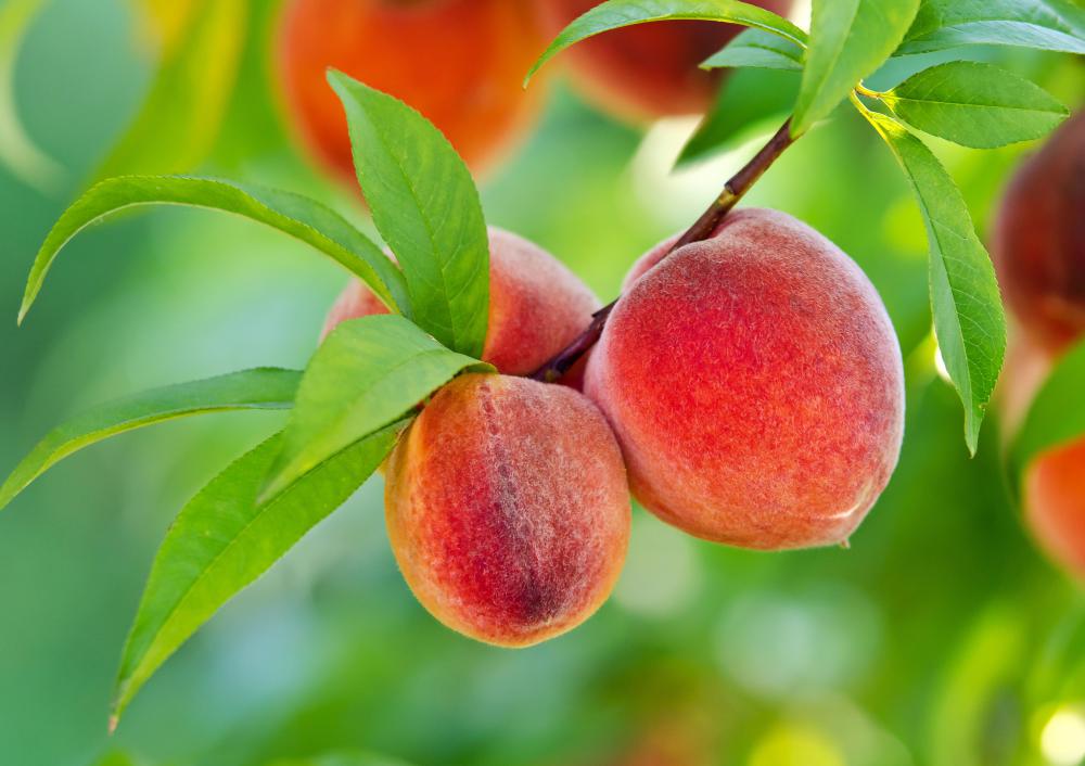peaches-growing-in-tree.jpg