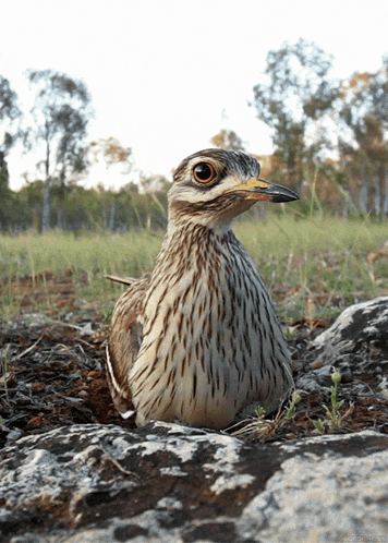 bush-stone-curlew-burhinus.gif