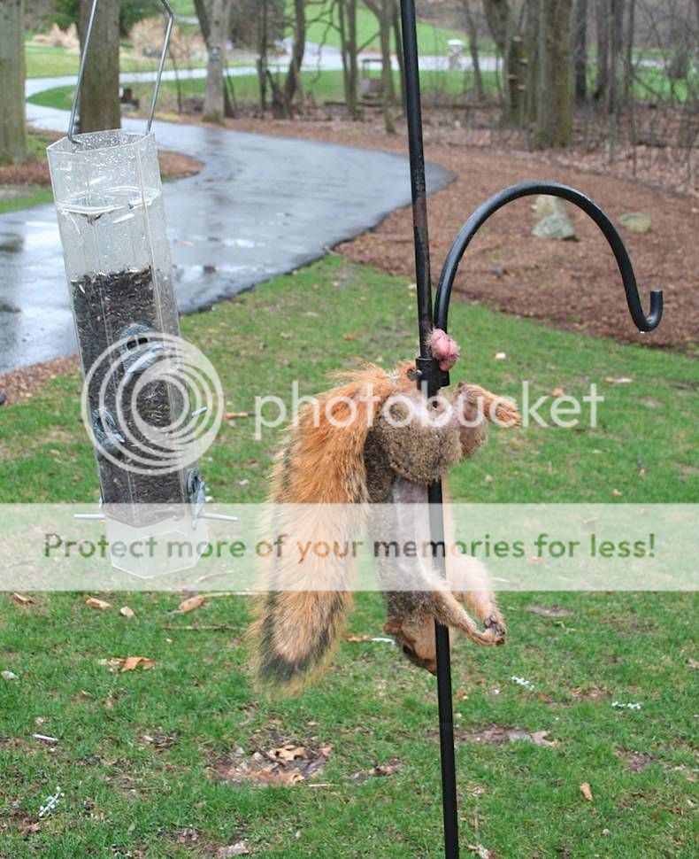 sqiurrelldilema_zpscf421310.jpg~original