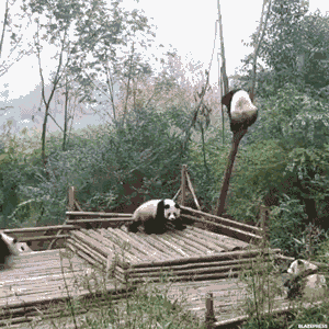 tumblr_o41k7jwcU51tq9q5vo1_400.gif