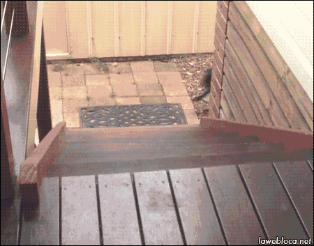 giphy.gif