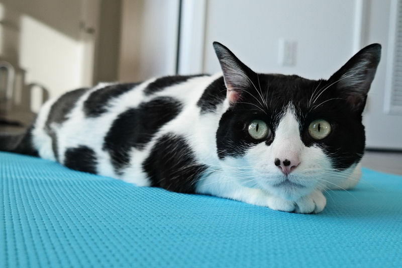 cowcat.jpg