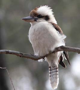 kookaburra_c8975.jpg