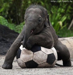 Baby-Elephant-Sits-On-Soccer-Ball-Copy.jpeg