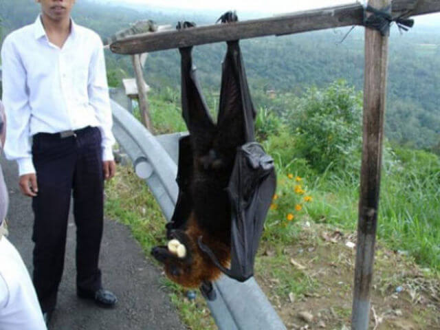 bat-21035.jpg