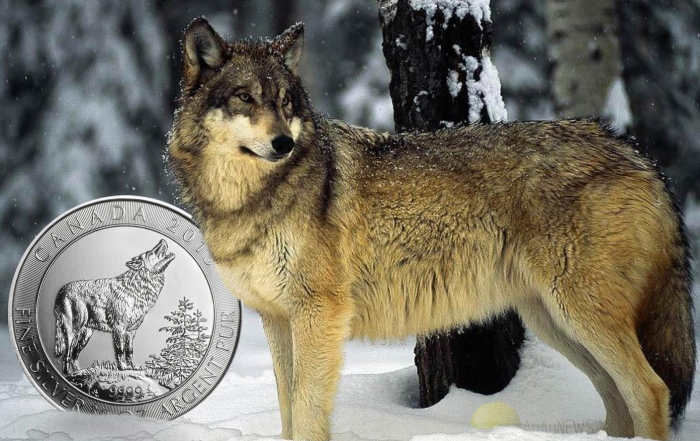 2015-APMEX-GREY-WOLF-FEAT-700x441.jpg
